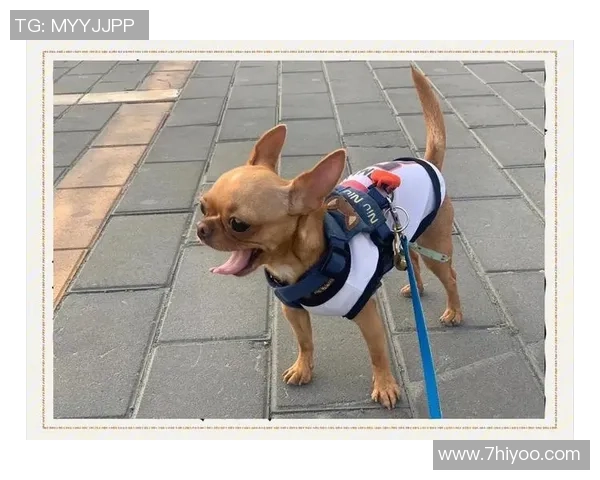 从草根到巨星足球球星吉娃娃热血拼搏与荣耀传奇之路